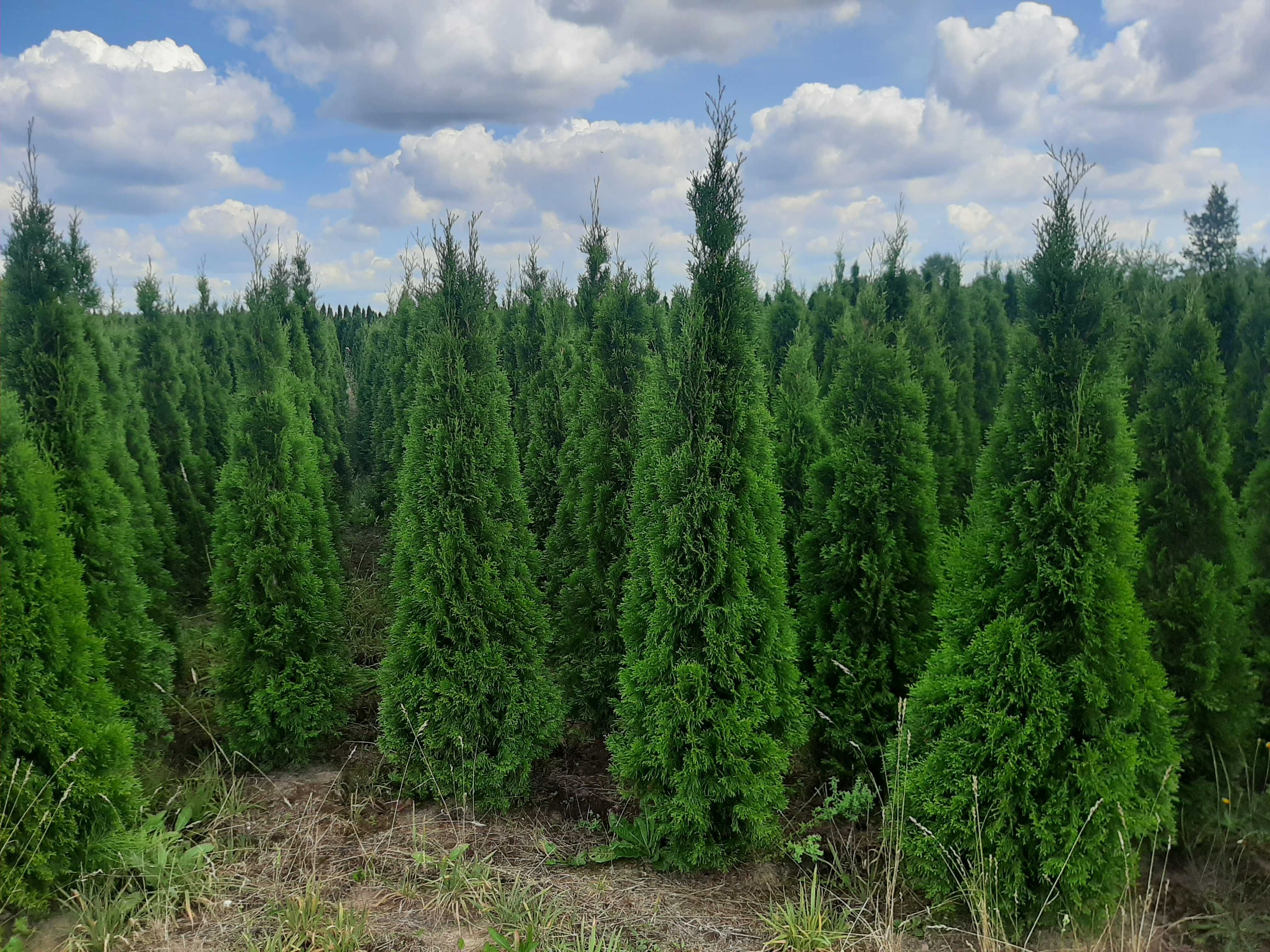 tuja tuje Szmaragd szmaragdowa 300 cm