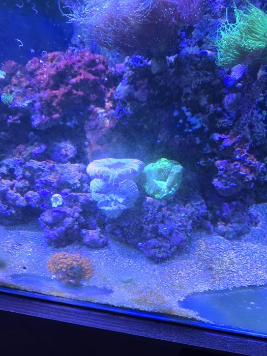 Akwarium morskie życie