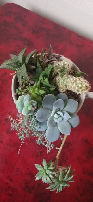 Гемантус Монстера. Міні садочок із сукулентів