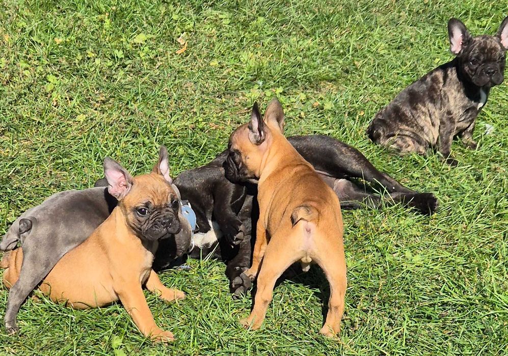 Buldog francuski suczka