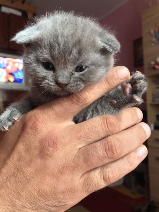 Шотландець -в’язка