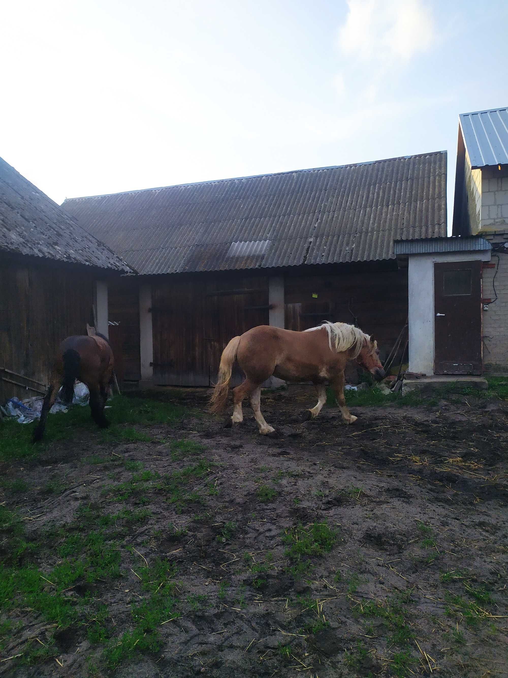 Źrebice 2 lata księga główna
