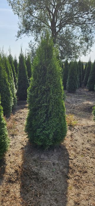 Tuja szmaragd likwidacja szkółki