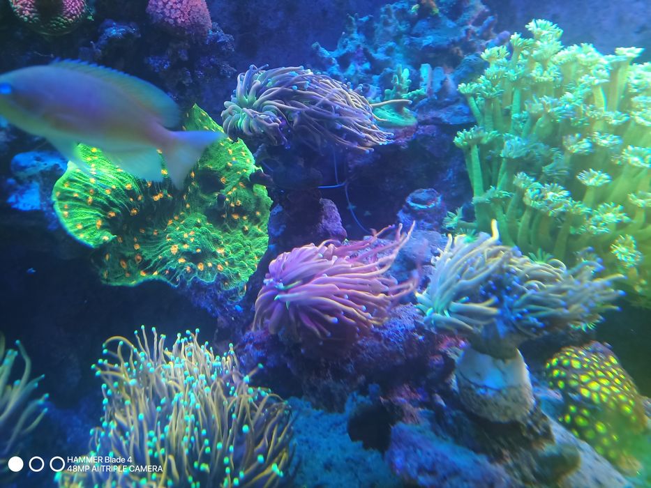 Korale euphyllia akwarium morskie