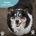 Cudowny, mały Gumiś szuka domu!