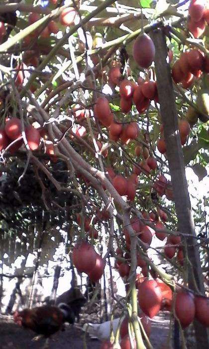 Plantas Tamarilhos. dos Vermelhos agridoce,