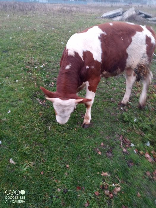 Бичок симентал на плем'я