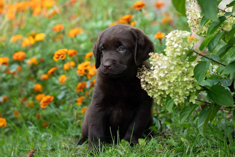 Labrador retriever FCI