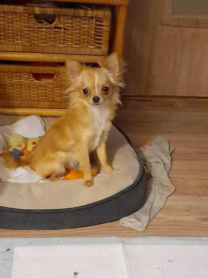 Malutka dziewczynka chihuahua. Pełen rodowód