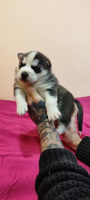 Малюк сибірский хаскі