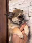 Pies rasowy chihuahua suczka