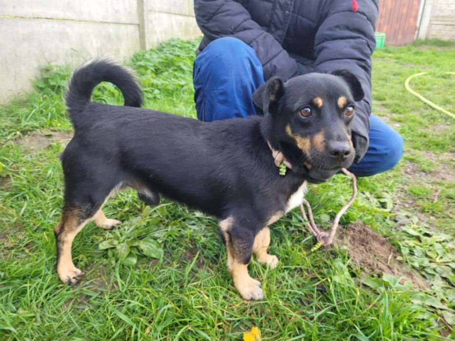 Młody Gucio szuka domku!