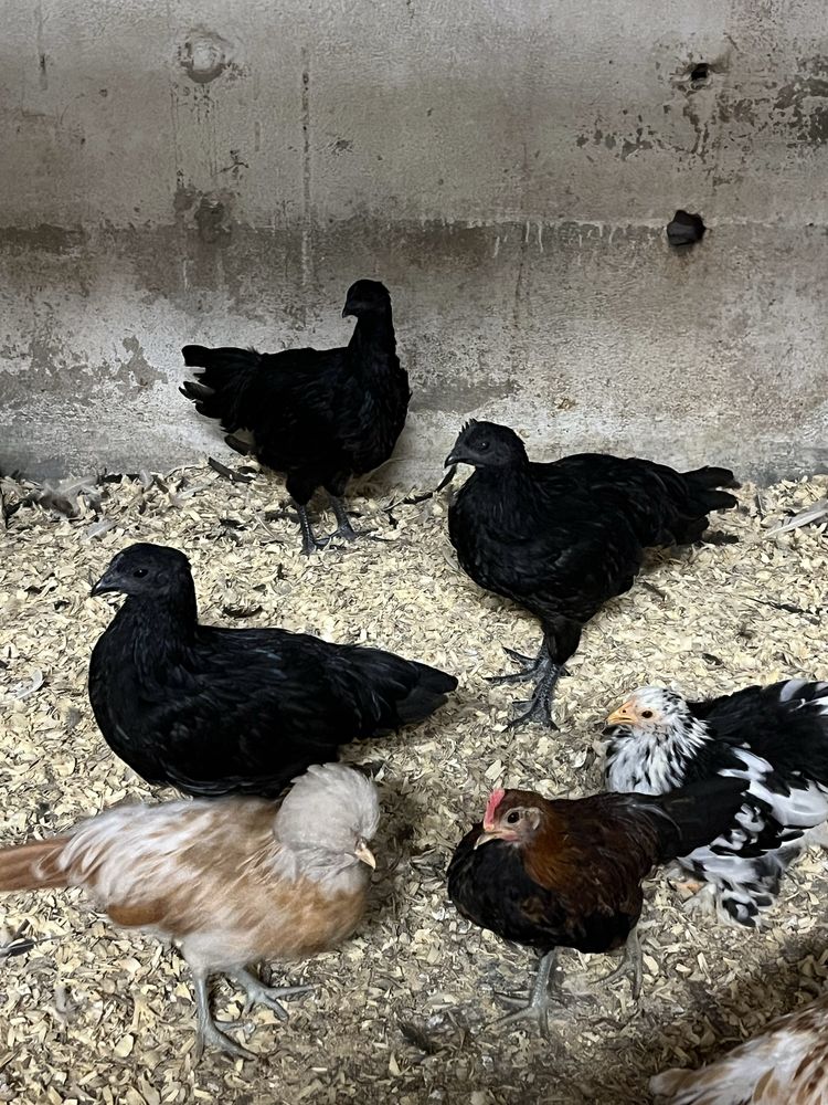 Trio de Ayam Cemani