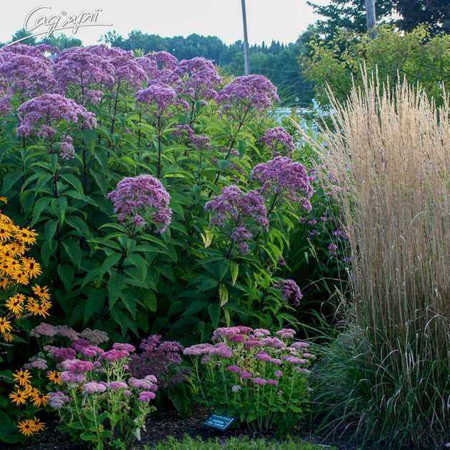 Посконник, посконник пятнистый