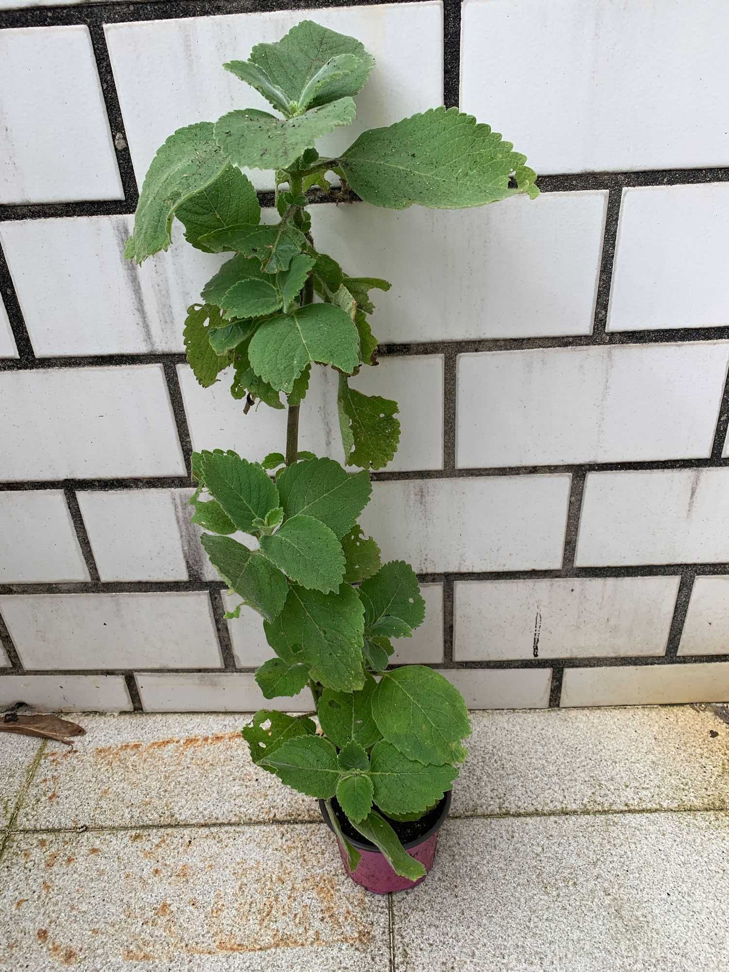 Planta Boldo em vaso - Plectranthus barbatus