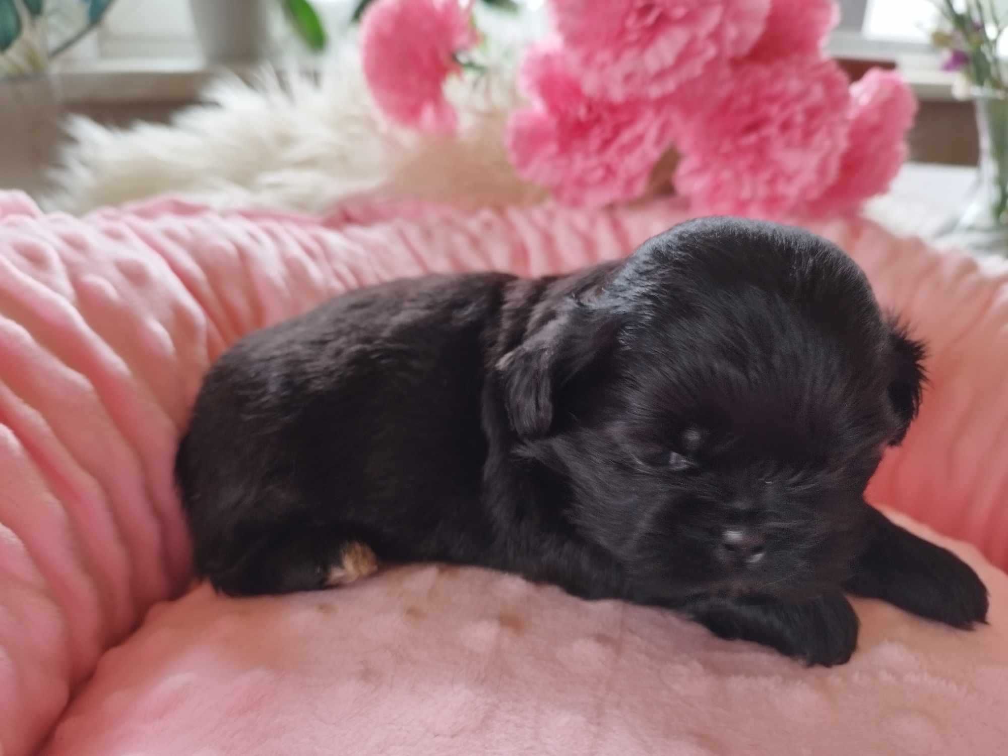 *** Shih Tzu Prześliczne Czarne Maluszki Wielkości Yorka ***