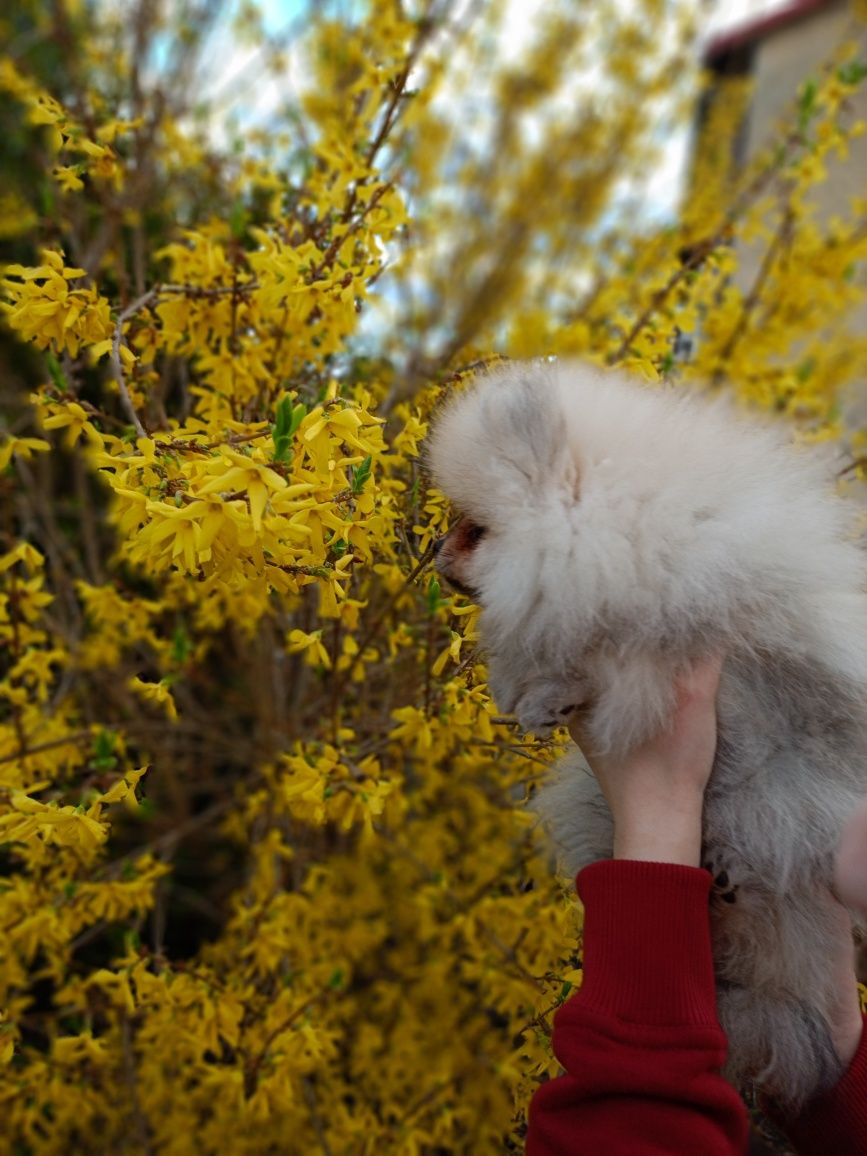 Szpic miniaturowy Pomeranian FCI piesek