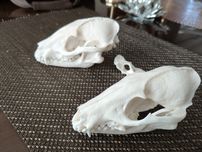 Pan Jenot i Pani Jenot Taxidermy!