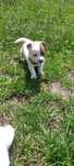 Jack Russell Terrier