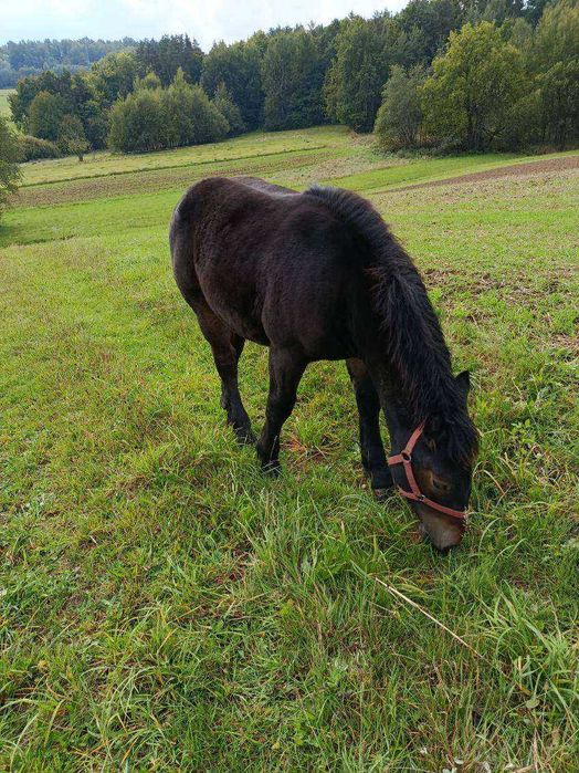 Źrebaki do sprzedania