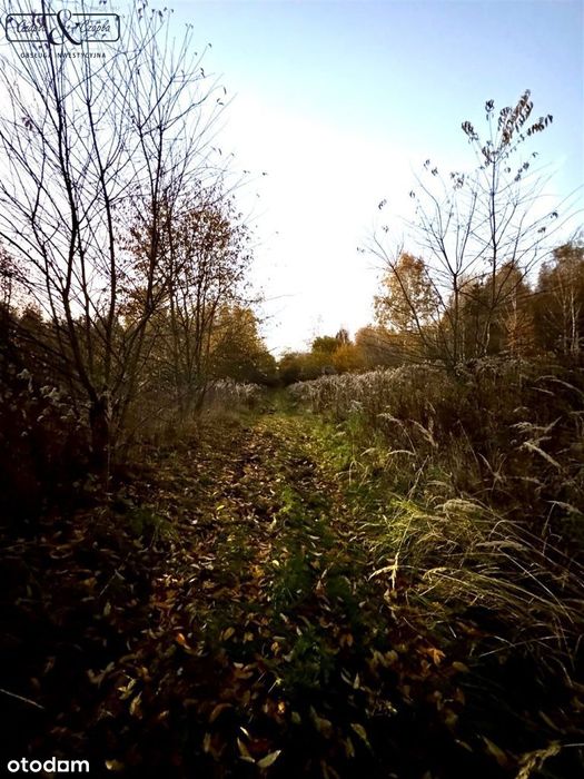 Kompleks działek rolno leśnych w Rudnie