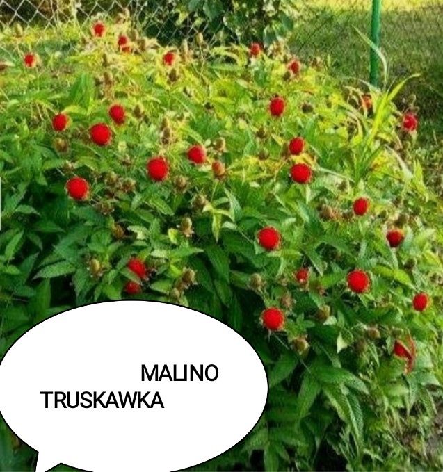 Kwiaty zimujące wieloletnie