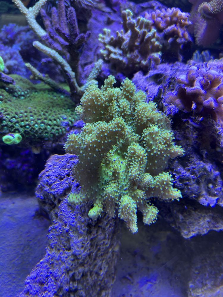 Sarcopython koralowiec