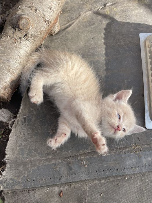 Віддємо кошенятко в добрі руки