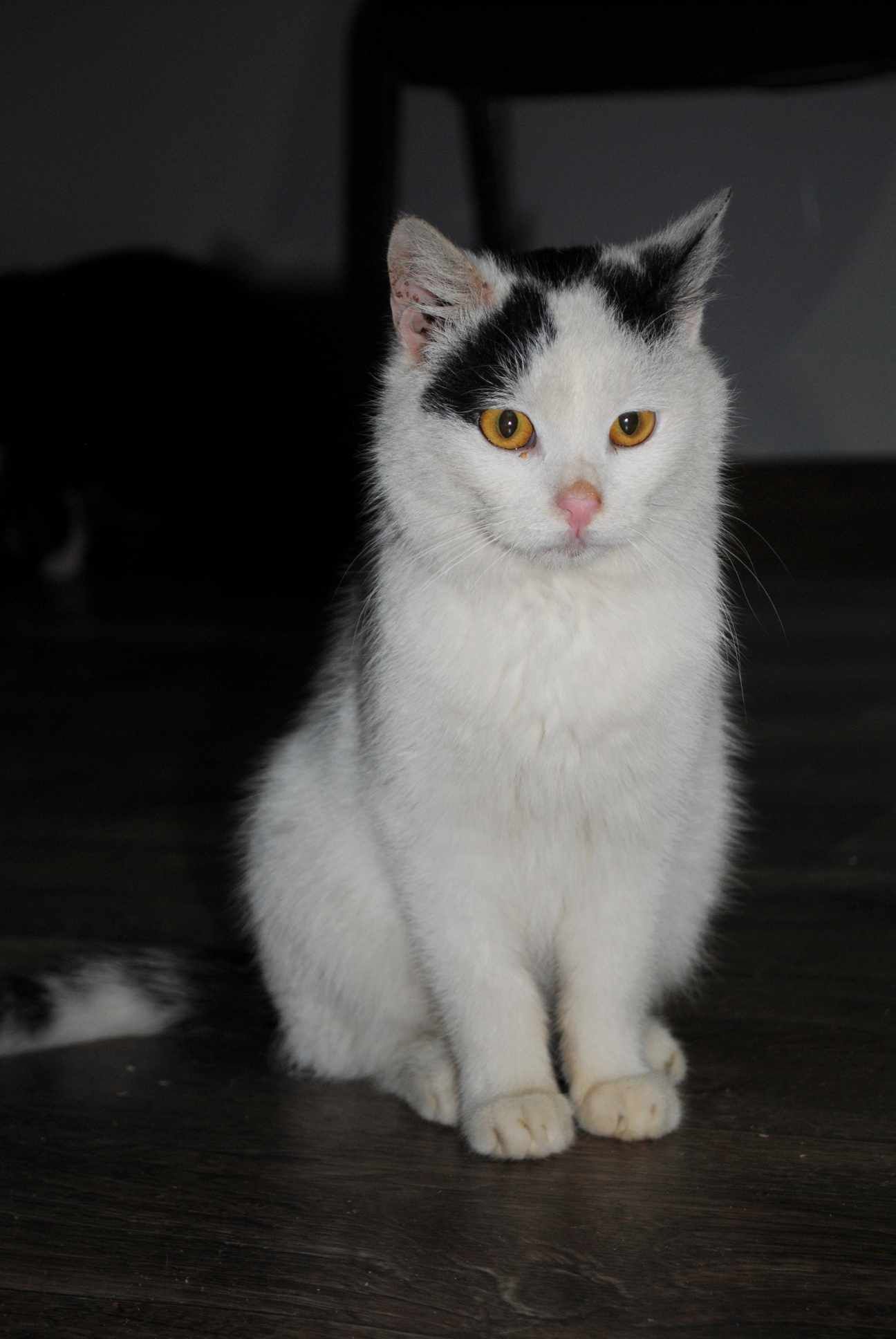 Roczny kocurek z białaczką do adopcji
