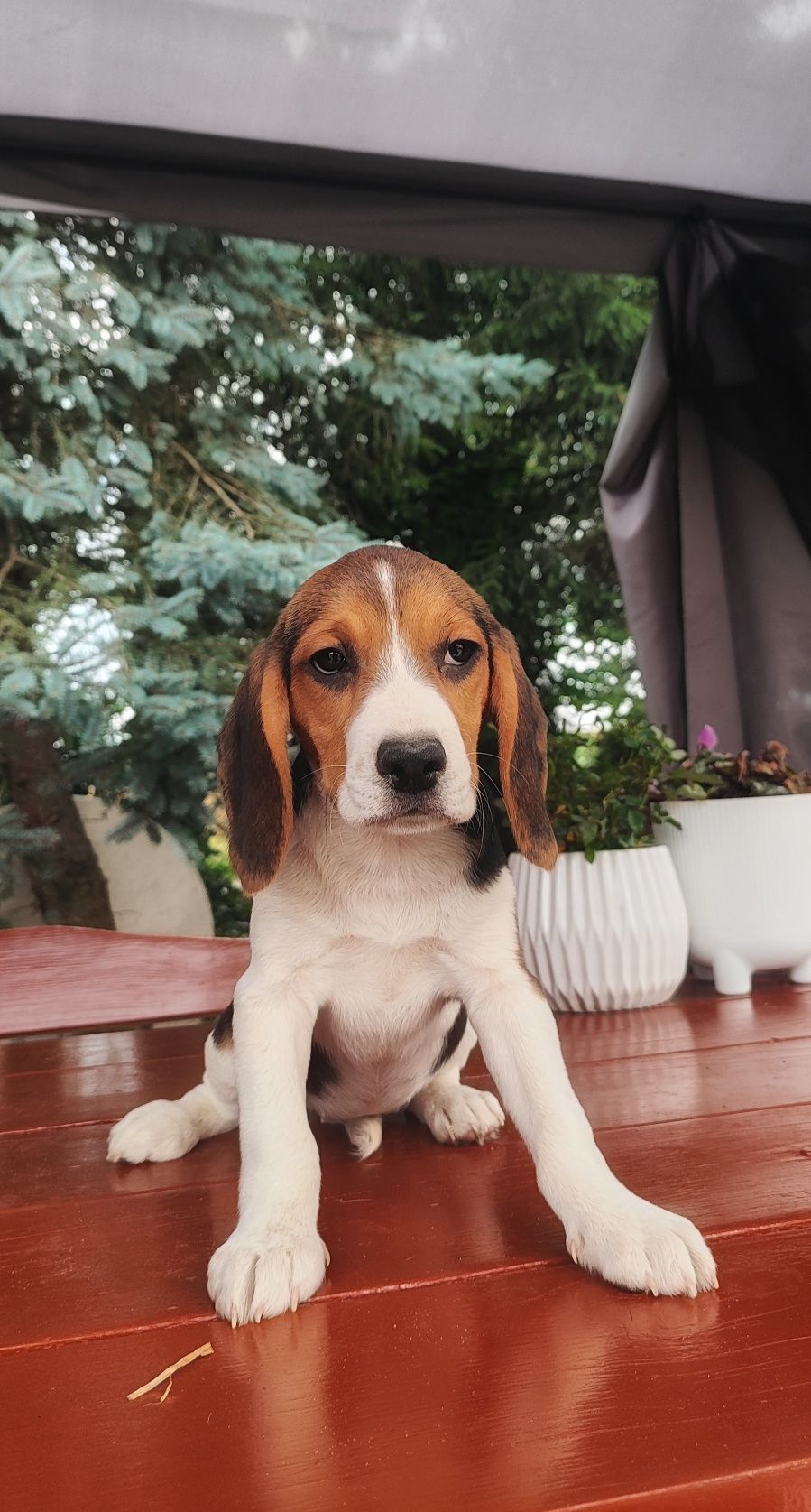 Piękne Szczenięta Beagle  • GOTOWE DO ODBIORU •