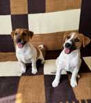 Jack russell terrier piesek Axel