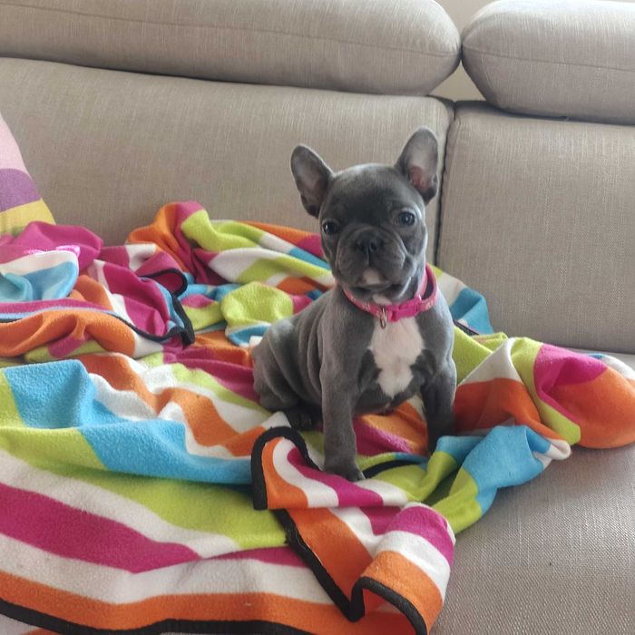 JUŻ DO ODBIORU Buldog francuski BLUE piesek niebieski szczeniak suczka