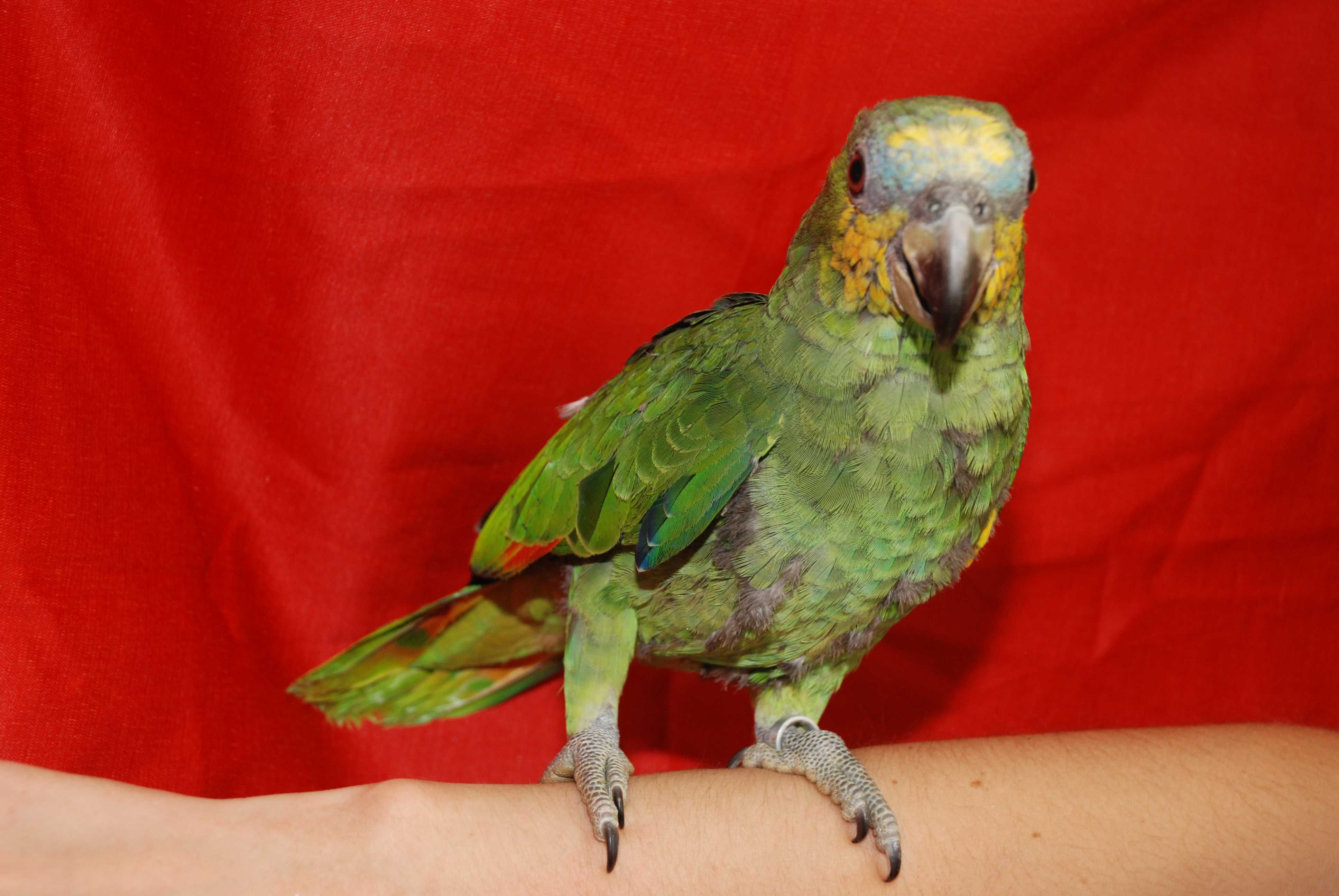 Амазон венесуэльский - говорящий зеленый попугай