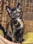Maluszki do adopcji