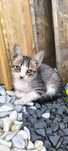 Gatos bebés  para doar