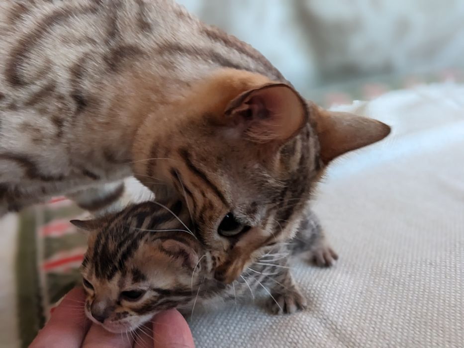 Бенгальські кошенята Елітні