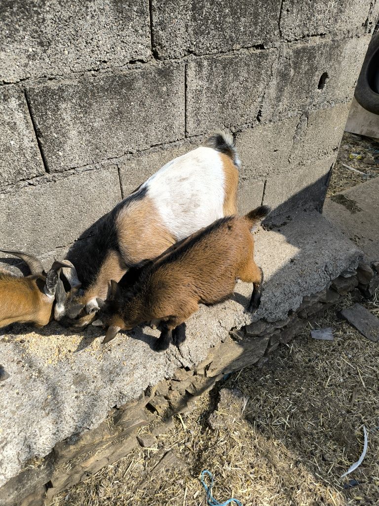 Cabrito anão  6 meses