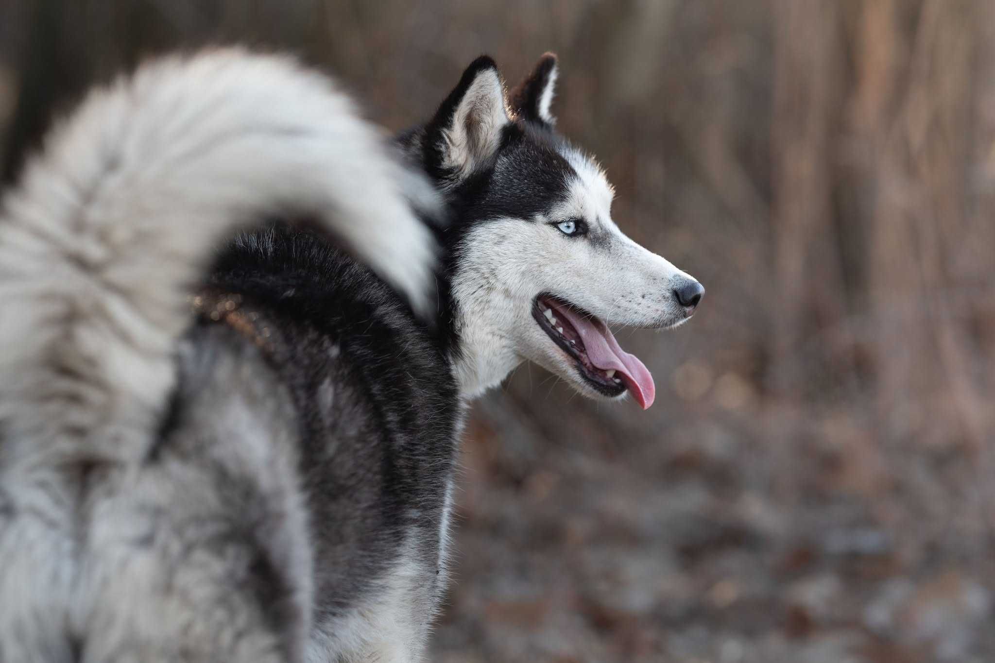 Suczka husky z potencjałem sportowym szuka aktywnego opiekuna. Adopcja