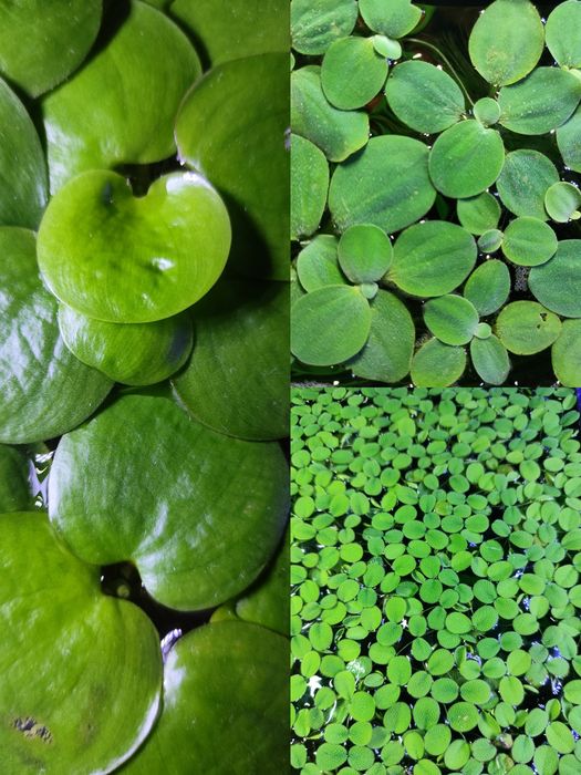 Zamienię roślinki pływające