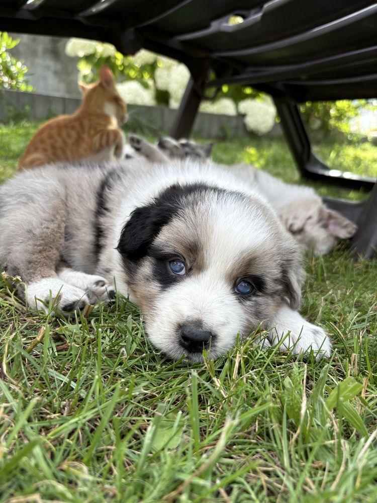 Border Collie Blue Merle suczka