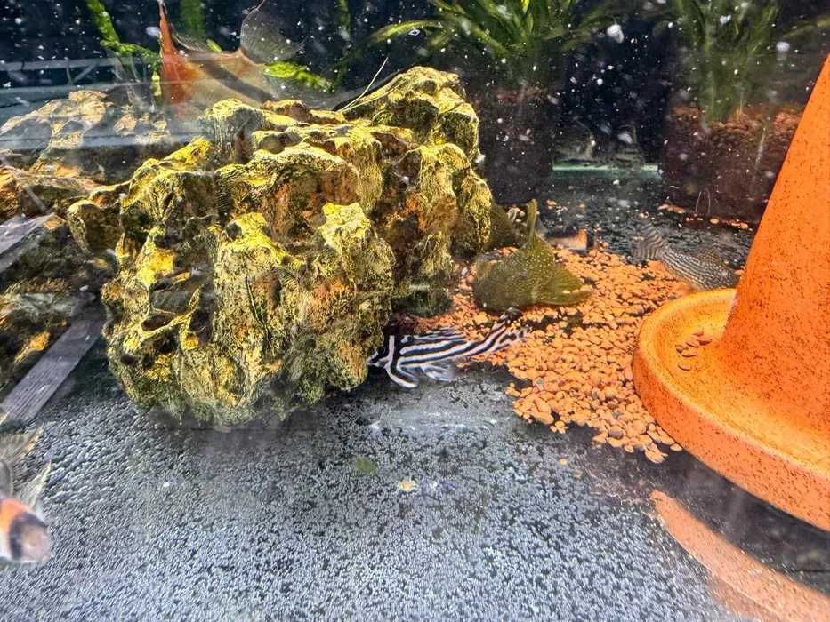 L046 Zebra Pleco Zbrojnik 7,5-8cm