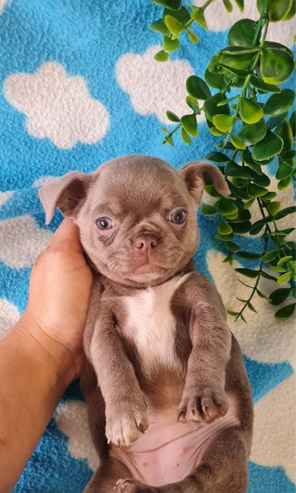 Estupenda mini Lilac de Qualidade. Linhagem Russa
