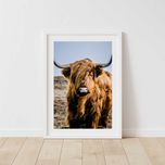 Plakat loft! Szkocja Highland Cattle Szkocka Rasa Wyżynna Krowa natura