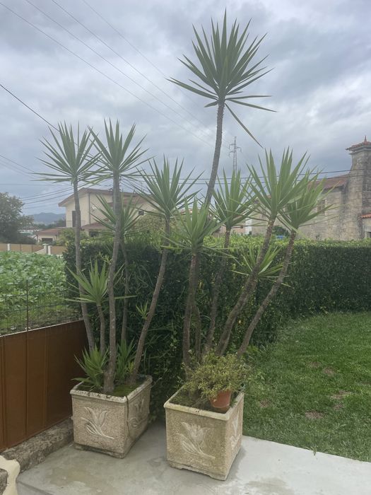 Planta Yuca para venda