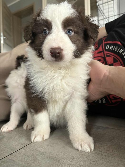 Border Collie piesek Karmel czekoladowy