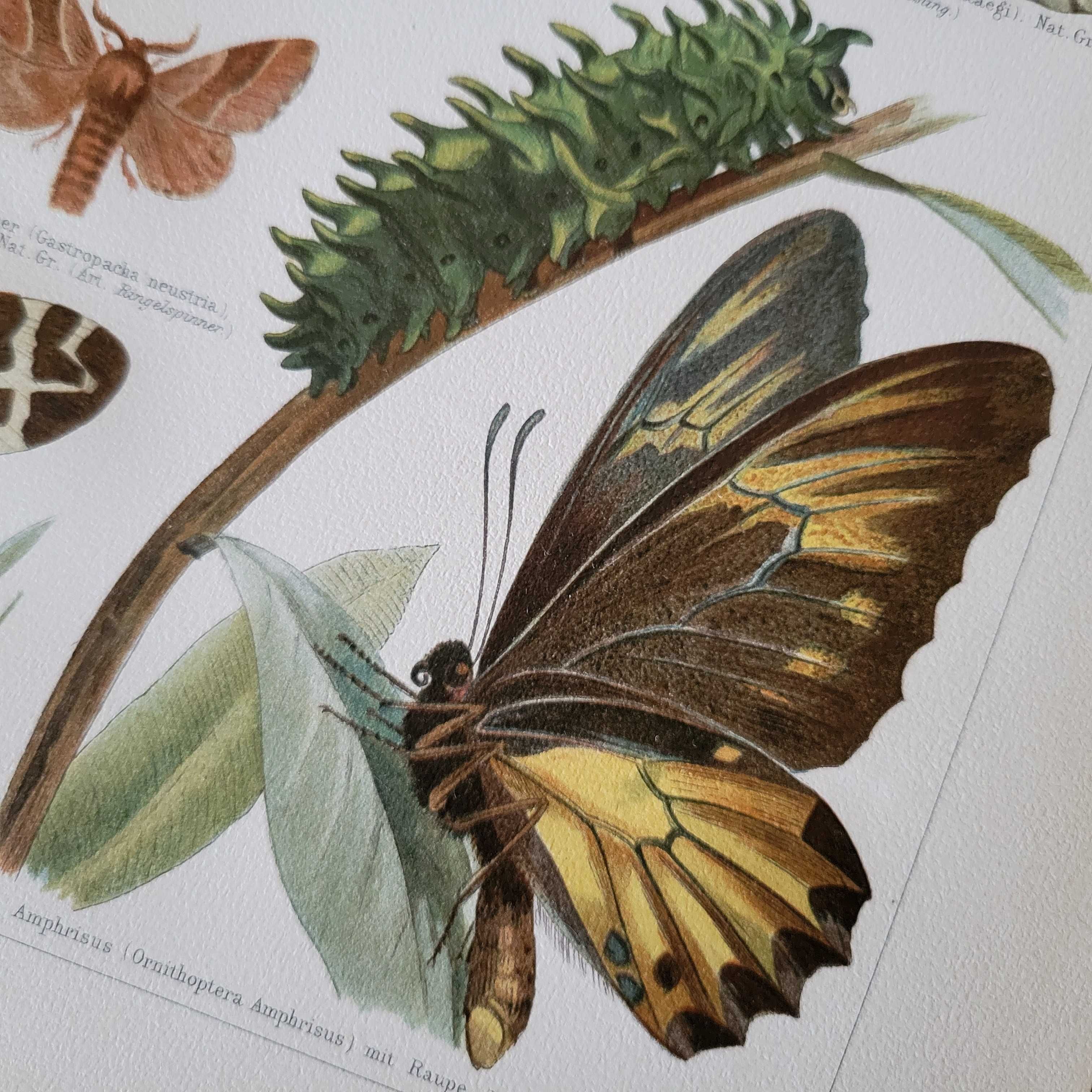 Бабочки Старинная литография 1895 Германия Meyers