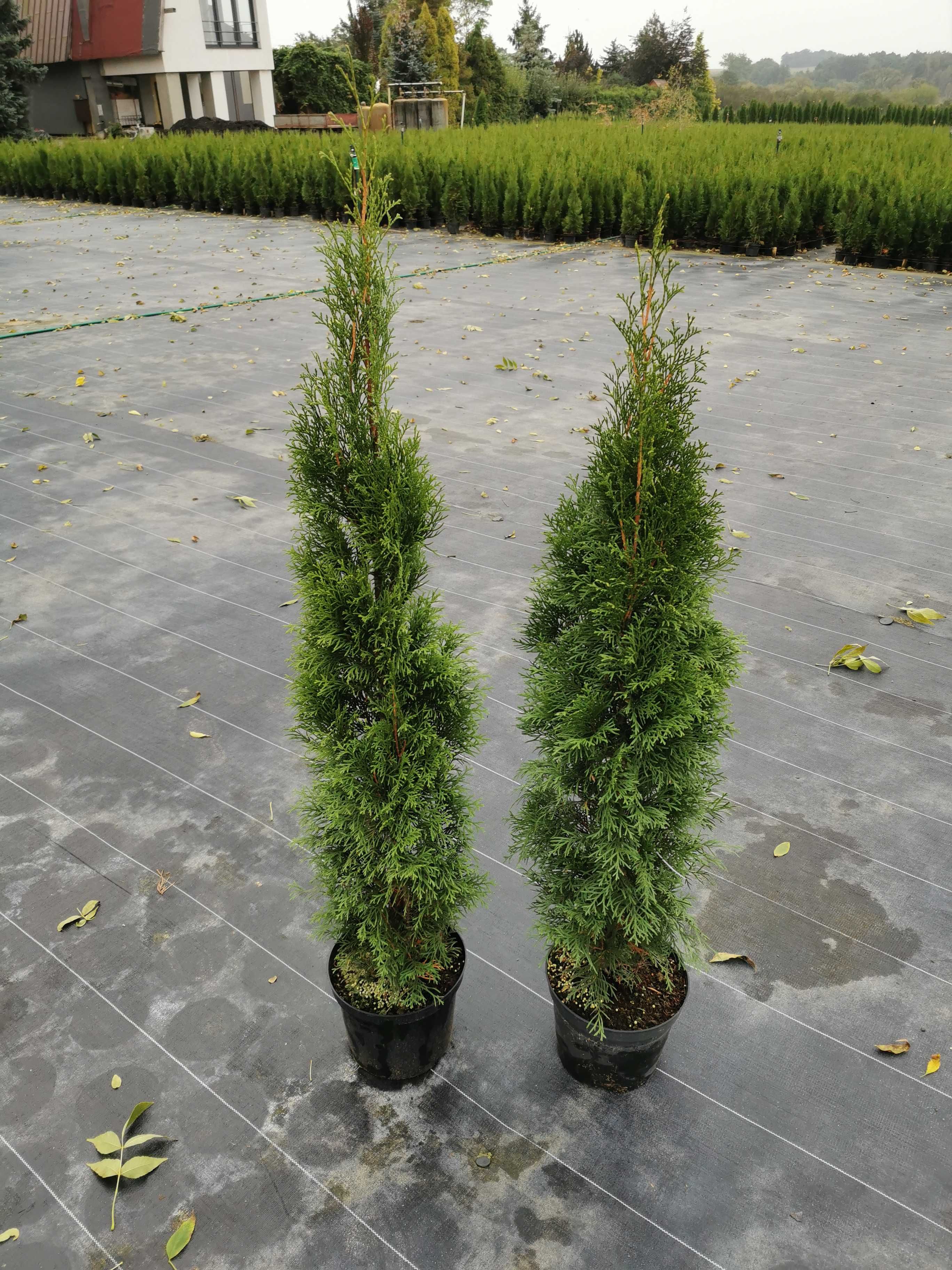 Tuja szmaragd 120-140cm thuja smaragd szmaragdowa szmaragdowe