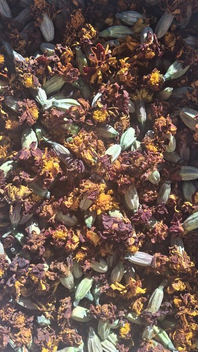 Сушені квіти чорнобривців, бархатцы, чорнобривці