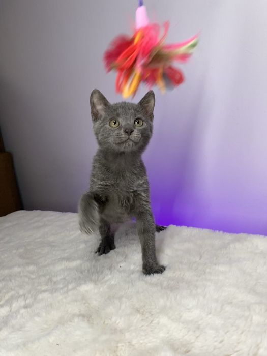 Кошеня, котеня, котик, котенок, кіт, кішка