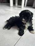Suczka Shih TZU czarna